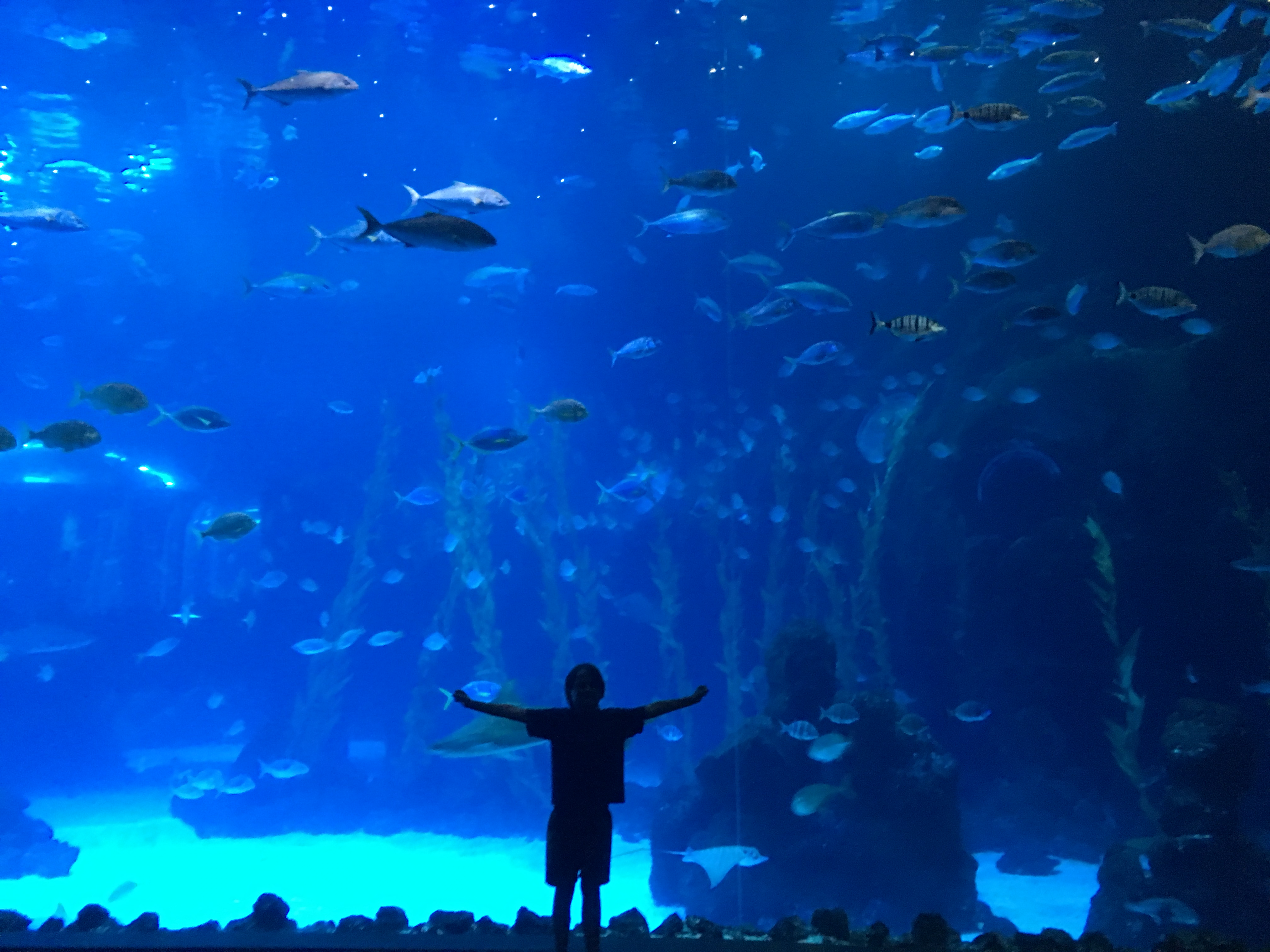 Besuch im Poema del Mar Aquarium in Las Palmas